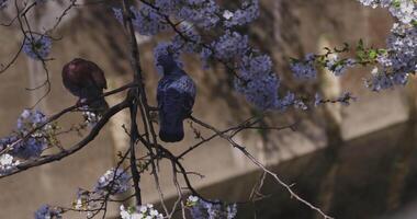 une Cerise fleur avec oiseau dans Japon dans printemps saison video