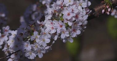 A cherry blossom swinging wind in Japan in spring season close up video