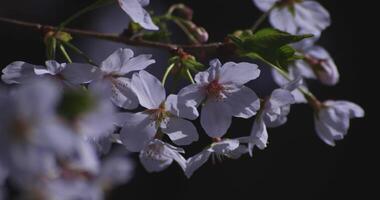 en körsbär blomma svängande vind i japan i vår säsong stänga upp video