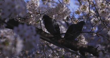 en körsbär blomma med fågel i japan i vår säsong video
