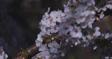 A cherry blossom swinging wind in Japan in spring season close up video