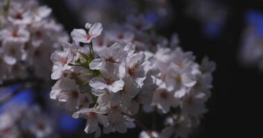 uma cereja Flor oscilante vento dentro Japão dentro Primavera estação fechar acima video