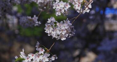 ein Kirsche blühen schwingen Wind im Japan im Frühling Jahreszeit schließen oben video