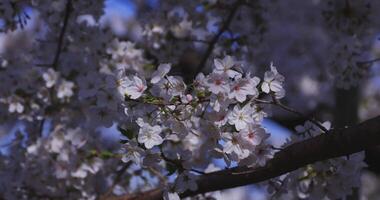 en körsbär blomma svängande vind i japan i vår säsong stänga upp video