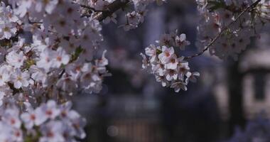 une Cerise fleur balançant vent dans Japon dans printemps saison proche en haut video