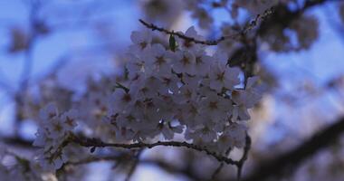 une Cerise fleur balançant vent dans Japon dans printemps saison proche en haut video