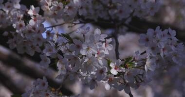 A cherry blossom swinging wind in Japan in spring season close up video