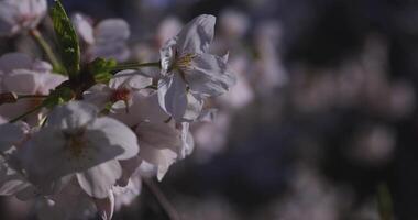 en körsbär blomma svängande vind i japan i vår säsong stänga upp handhållen video