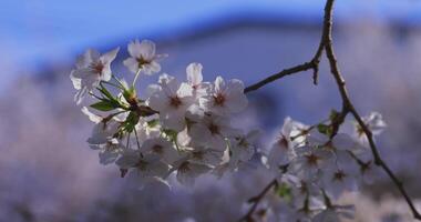 un Cereza florecer balanceo viento en Japón en primavera temporada cerca arriba video