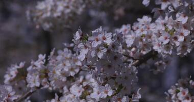 une Cerise fleur balançant vent dans Japon dans printemps saison proche en haut video