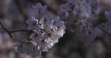 en körsbär blomma svängande vind i japan i vår säsong stänga upp video