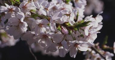 un Cereza florecer balanceo viento en Japón en primavera temporada cerca arriba Mano video