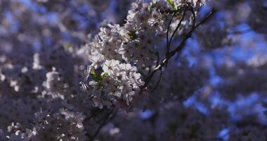 un Cereza florecer balanceo viento en Japón en primavera temporada cerca arriba video