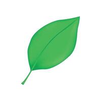 Green spring leaf art drawn on white background vector
