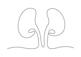 Continuous one line drawing of human kidney digital illustration vector