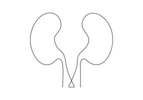 Continuous one line drawing of human kidney digital illustration vector