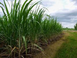 Sugarcane plantations,the agriculture tropical plant in Thailand, Trees grow from the ground on a farm in the harvest on a dirt road with bright sky photo