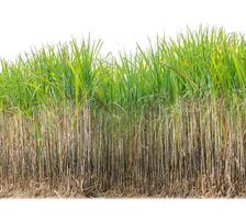 Sugar cane isolated on white background and cliping path photo