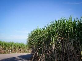 plantaciones de caña de azúcar, la planta tropical agrícola en tailandia. foto