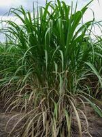 Sugar cane with sky photo