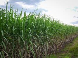 Caña de azúcar plantaciones, las agricultura tropical planta en tailandia, arboles crecer desde el suelo en un granja en el cosecha en un suciedad la carretera con brillante cielo foto