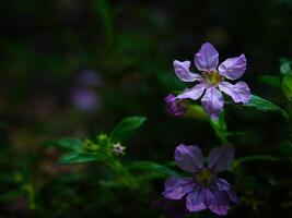 purple flowers blooming in spring beautiful purple flowers photo