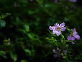 purple flowers blooming in spring beautiful purple flowers photo