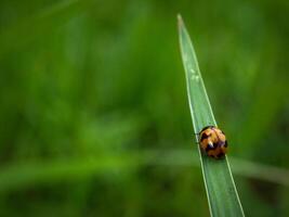 Ladybug sitting on a green leaf. photo