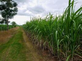 Sugarcane plantations,the agriculture tropical plant in Thailand, Trees grow from the ground on a farm in the harvest on a dirt road with bright sky photo