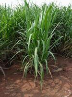 Sugar cane with sky photo