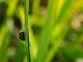 Ladybug sitting on a green leaf. photo