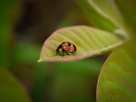 Ladybug sitting on a green leaf. photo