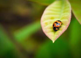 Ladybug sitting on a green leaf. photo