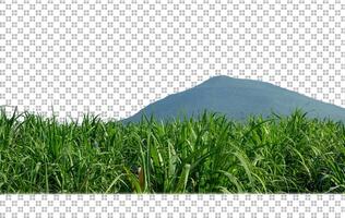 sugar cane on transparent picture background with clipping path photo