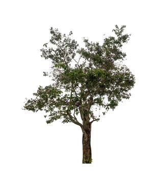 Tree that are isolated on a white background are suitable for both printing and web pages photo