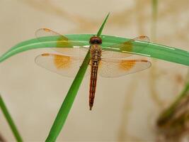 Dragonfly in a grass. photo