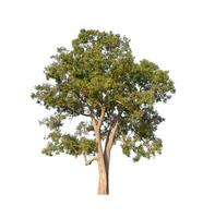 Tree that are isolated on a white background are suitable for both printing and web pages photo