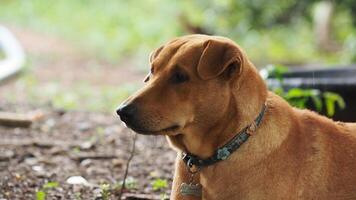 close up of, Red male dog photo