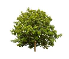 Tree that are isolated on a white background are suitable for both printing and web pages photo