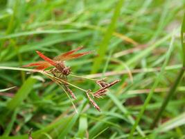 Beautiful nature scene dragonfly, Showing of eyes and wings detail. photo