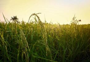 Rice field at sunset. photo