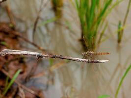 Beautiful nature scene dragonfly, Showing of eyes and wings detail. photo