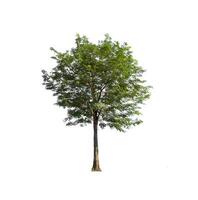 tree isolated on white background photo