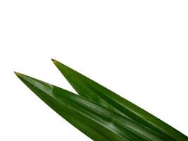 Pandan leaves on a white background photo