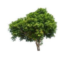 tree that are isolated on a white background are suitable for both printing and web pages photo