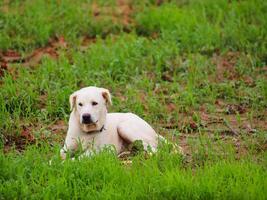 Happy dog. Cute dog sitting on green grass background. photo