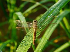 Dragonfly in a grass. photo