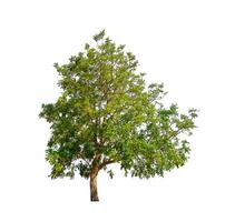 tree that are isolated on a white background are suitable for both printing and web pages photo