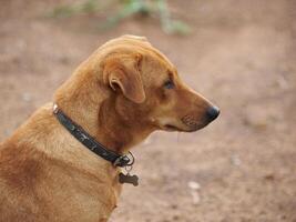 close up of, Red male dog photo