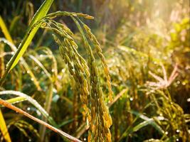 Rice field at sunset. photo